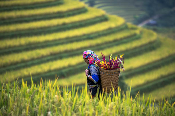 Vietnamas