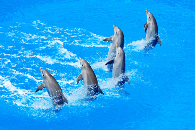 DOLPHIN PARK