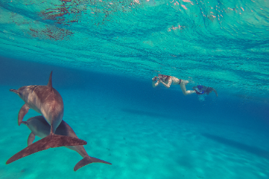 Swim with dolphins