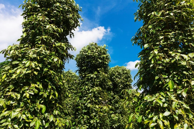 Safaris ir ekskursija po vietinį kaimą