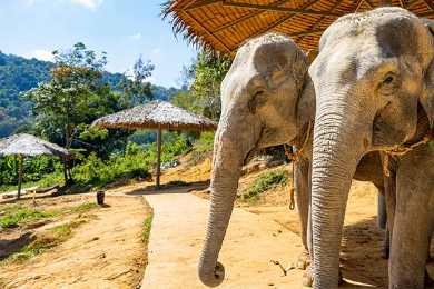 Puketo dramblių prieglauda