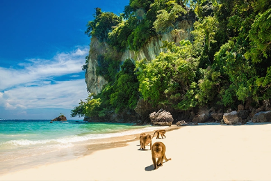 Phi Phi ir Bambukų sala