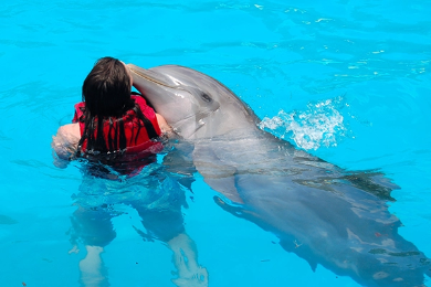 Delfinų tyrinėjimas