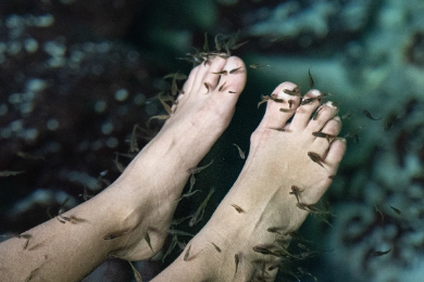 Dr Fish – Oceano Spa