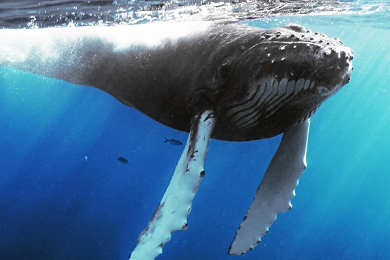 Banginių stebėjimas