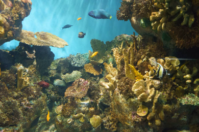 RAS MOHAMED NATIONAL PARK DIVING