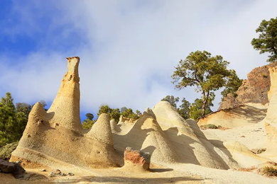 Forest Explorer - ATV Safari