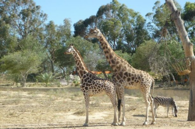 „FRIGUIA“ ZOLOOGIJOS SODAS