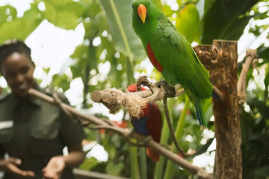 BILIETAS Į „THE GREEN PLANET“ PARKĄ
