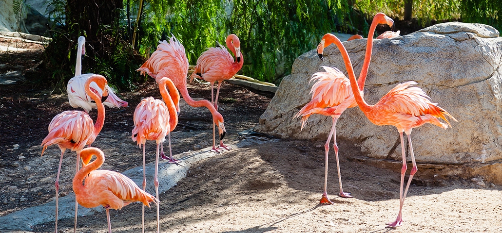 Zoologijos sodas Tunise